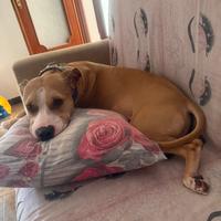 Cane pitbull 6 anni