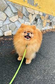 Spitz di pomerania PEDIGREE maschio femmina ROSSO