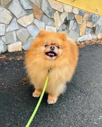 Spitz di pomerania PEDIGREE maschio femmina ROSSO