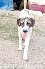 Cane cucciolo in adozione
