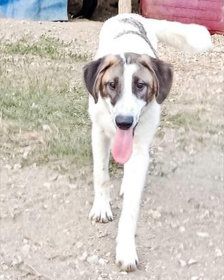 Cane cucciolo in adozione
