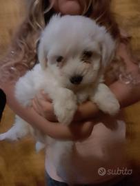 Maltipoo Toy adorabili