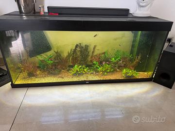 Acquario
