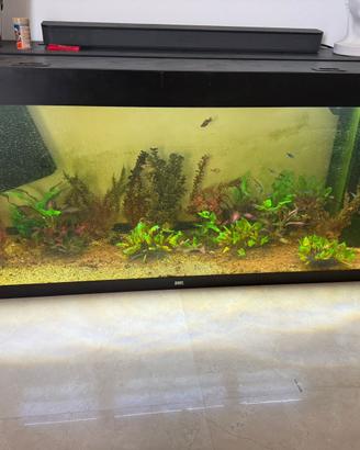 Acquario