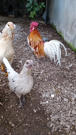 Galletto nano/galline