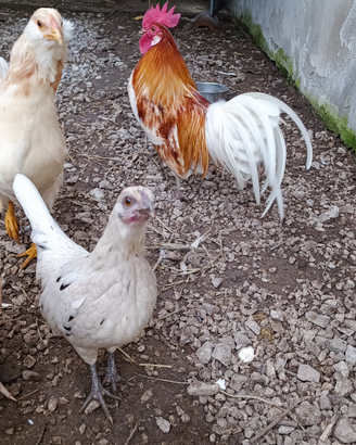 Galletto nano/galline