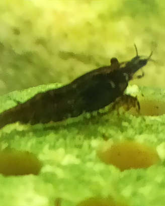 Caridine Black