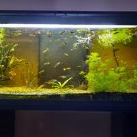 acquario acquatlantis 120lt 