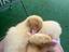 Immagine 3