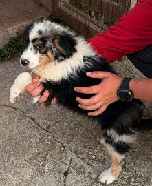 Cucciola femmina pastore australiano merle