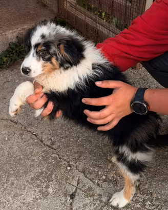 Cucciola femmina pastore australiano merle