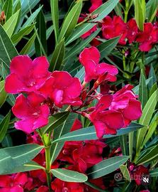 Piantine di Oleandro rosa chiaro e rosa fucsia 