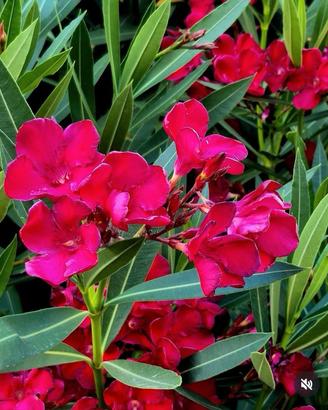 Piantine di Oleandro rosa chiaro e rosa fucsia 