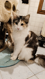 Norvegese delle foreste