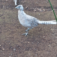 Coppia silver lady amherst