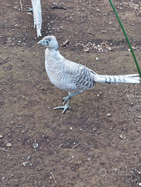 Coppia silver lady amherst