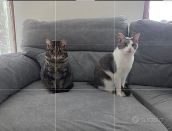 Tigri E Gina: Due Cuori In Un Solo Annuncio