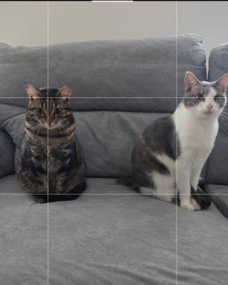 Tigri E Gina: Due Cuori In Un Solo Annuncio