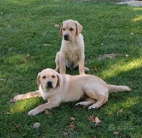 Cuccioli labrador retiver