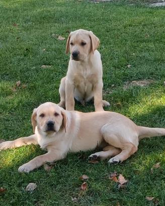 Cuccioli labrador retiver