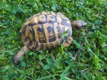 Testudo Hermanni con Cites C Herman testuggine