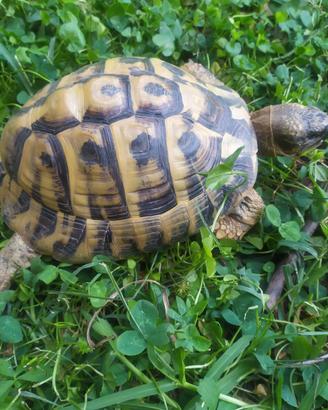 Testudo Hermanni con Cites C Herman testuggine