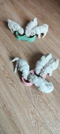 maltese cucciolo 