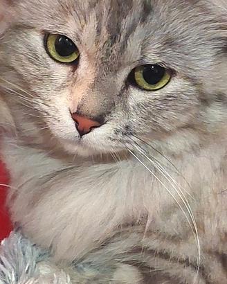 LUNA micia a pelo lungo di 18 mesi