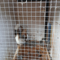 Coniglietti porcellino d'india