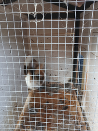 Coniglietti porcellino d'india