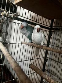 Coppia parrocchetti monaco