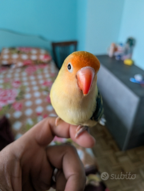 Inseperabile fischer