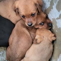 Cuccioli metà Rottweiler