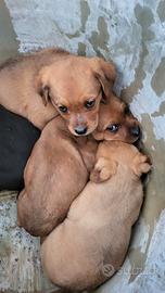 Cuccioli metà Rottweiler