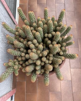 Pianta grassa