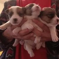 Jack Russell terrier pelo ruvido