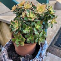 Aeonium haworthii