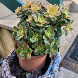 Aeonium haworthii