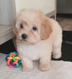 Cucciola Maltipoo