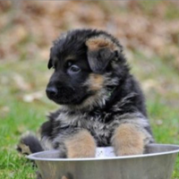 Cuccioli di pastore tedesco