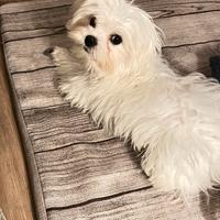 Maltese con pedigree per monta