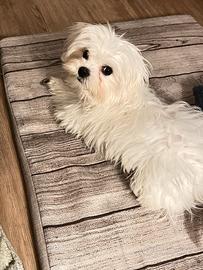 Maltese con pedigree per monta