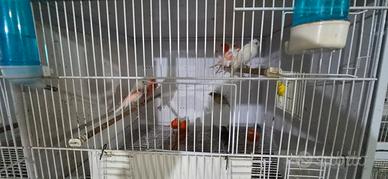 Uccelli