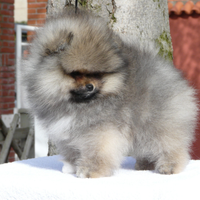 Pomerania