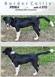 PUMA BORDER COLLIE con PEDIGREE