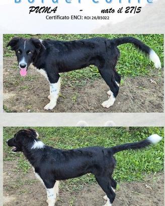 PUMA BORDER COLLIE con PEDIGREE