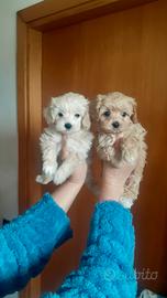 Maltipoo