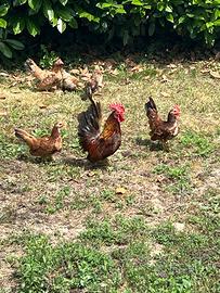 Galline e galli serama