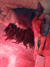 Cuccioli pastore tedesco