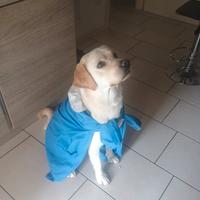 Labrador disponibile per monta